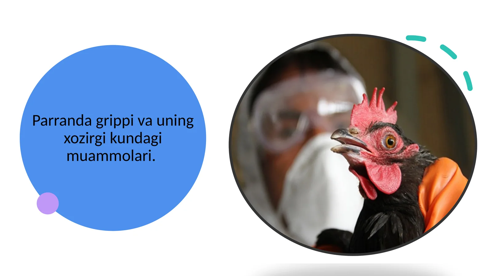 Parranda grippi va uning xozirgi kundagi muammolari