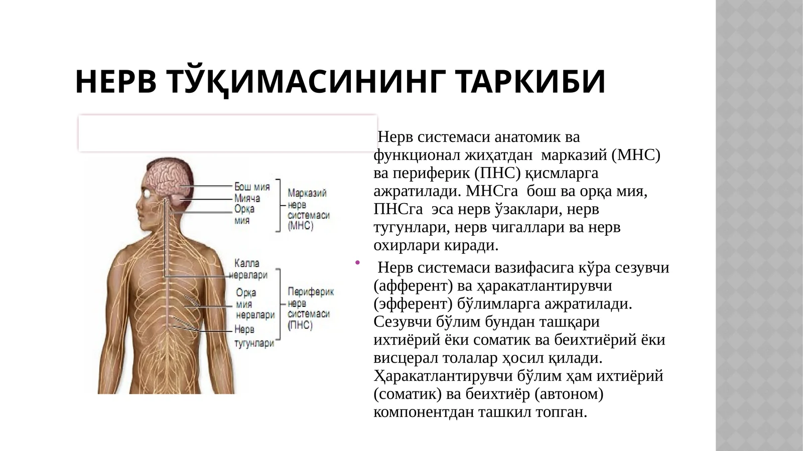 НервТЎҚИМАсининг таркиби
