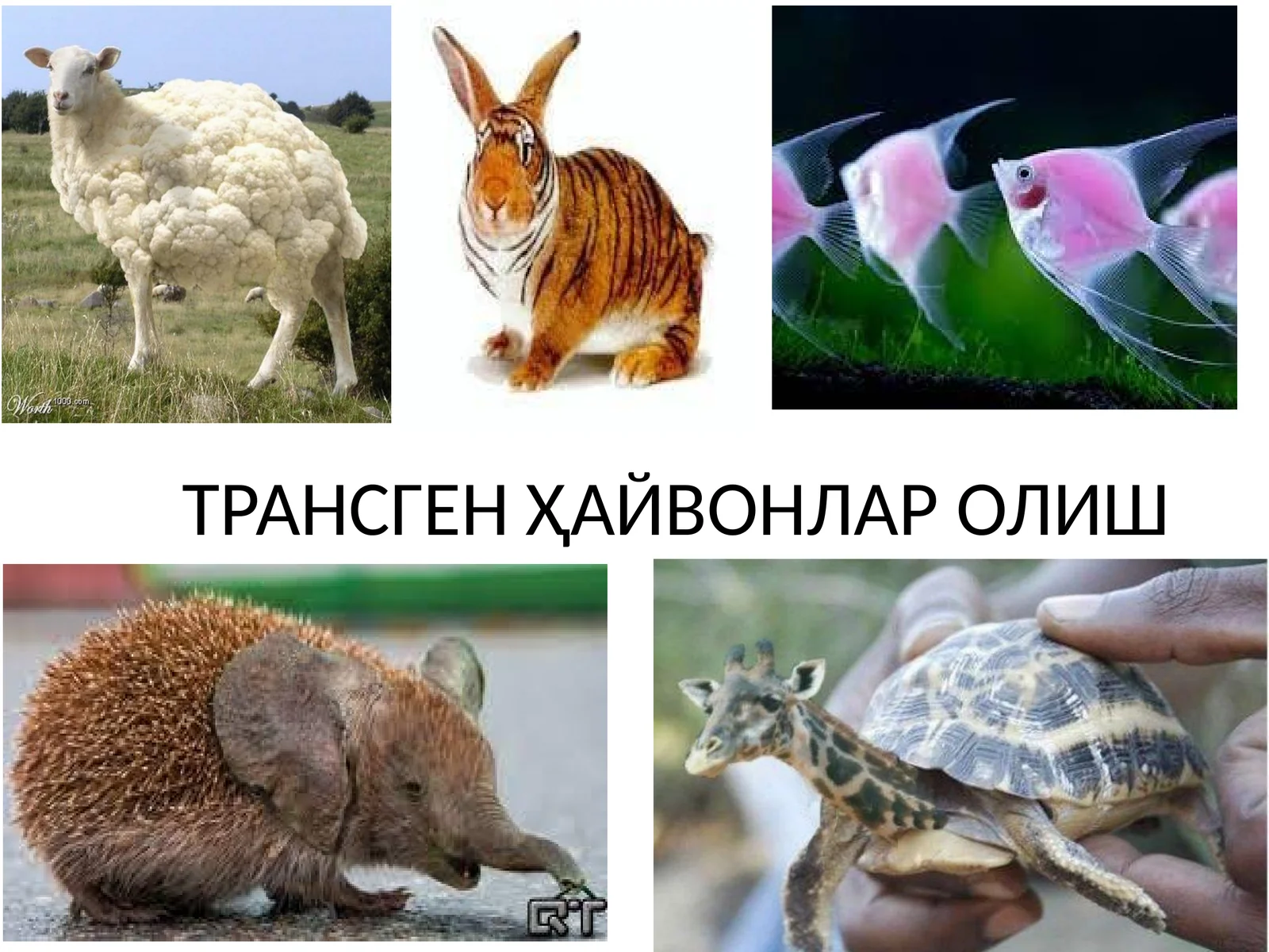 ТРАНСГЕН ҲАЙВОНЛАР ОЛИШ