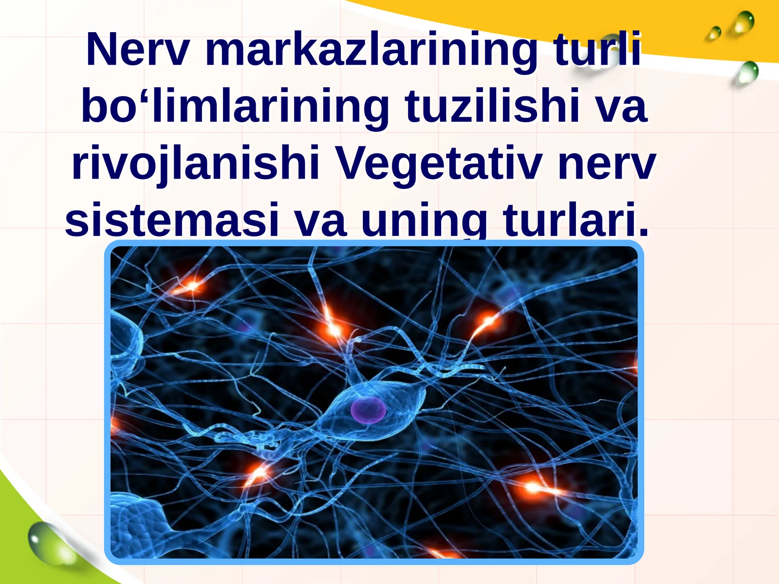 Vegetativ nerv sistemasi va uning turlari