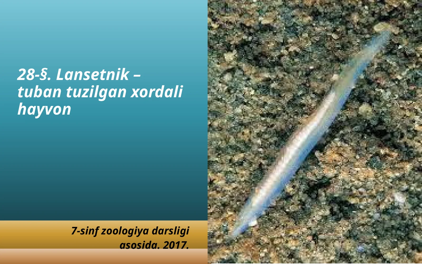 7-sinf Zoologiya 'Lansetnik - tuban tuzilgan xordali hayvon' ko'rgazma