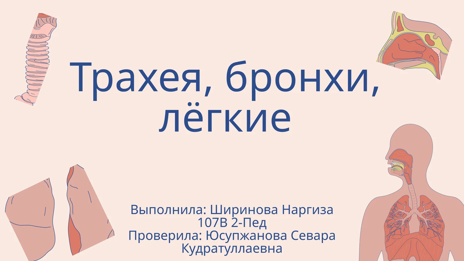 Трахея