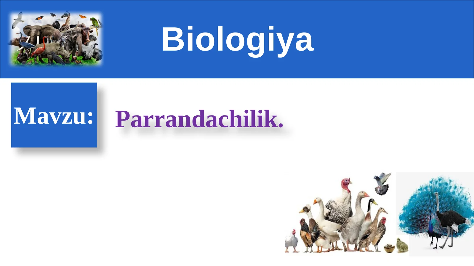Parrandachilik