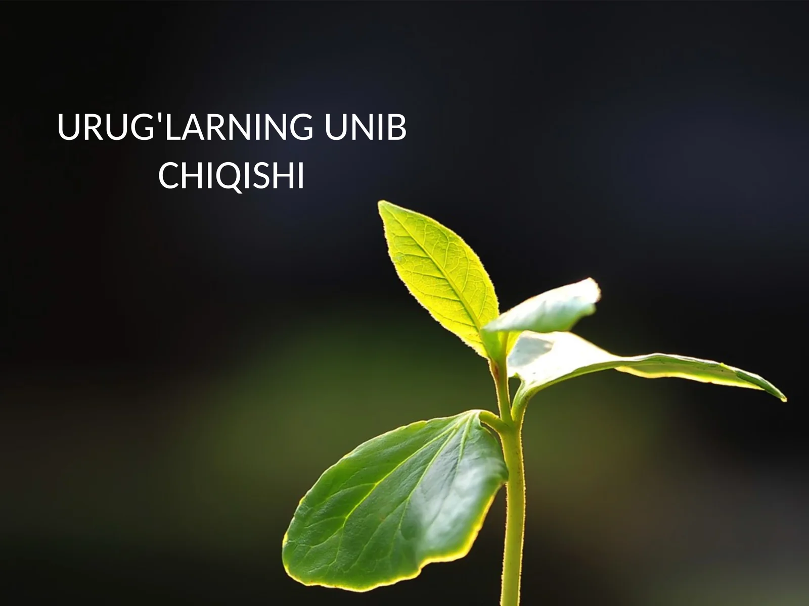 Urug'larning unib chiqishi