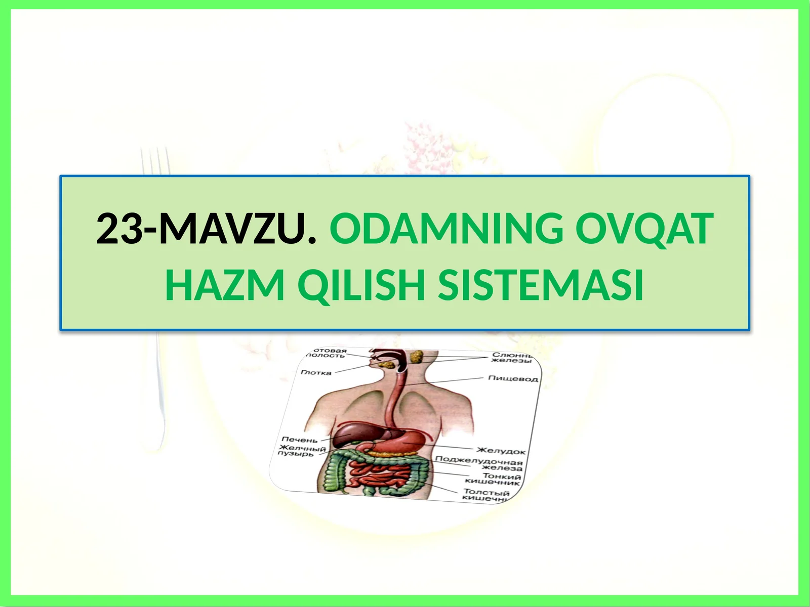 Odamning ovqat hazm qilish sistemasi
