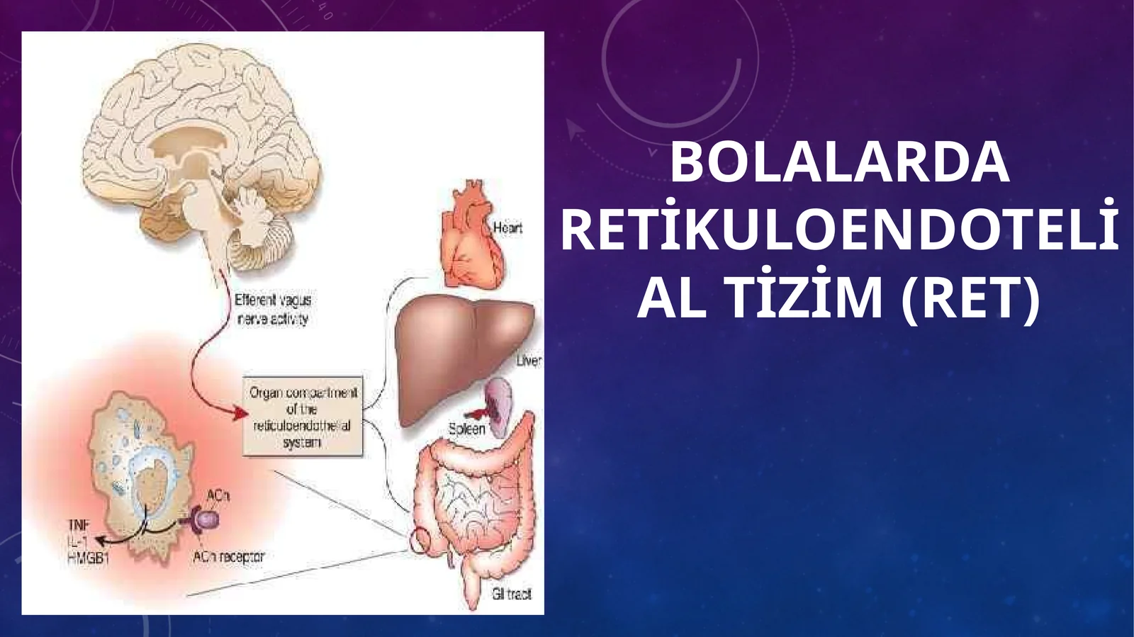 Retikuloendotelial tizim (RET)