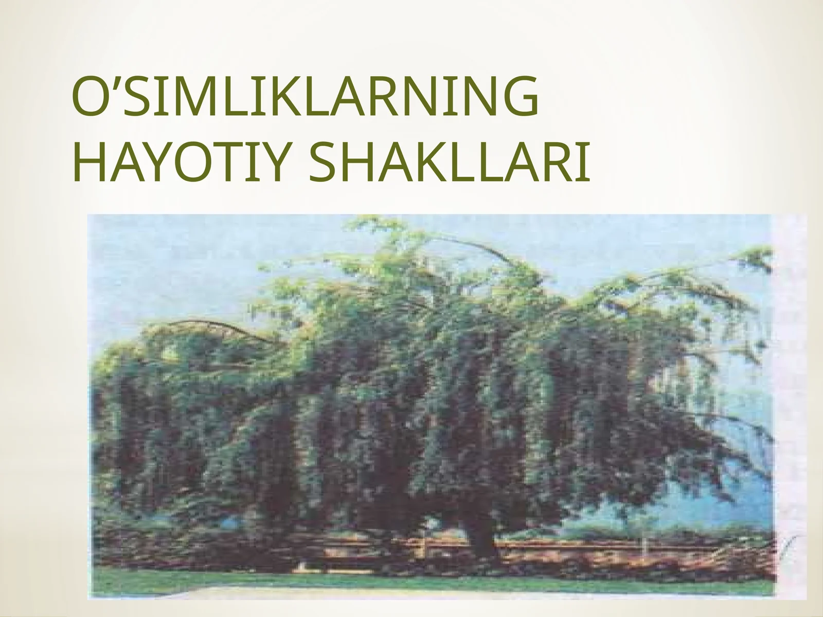 O’SIMLIKLARNINGHAYOTIYSHAKLLARI