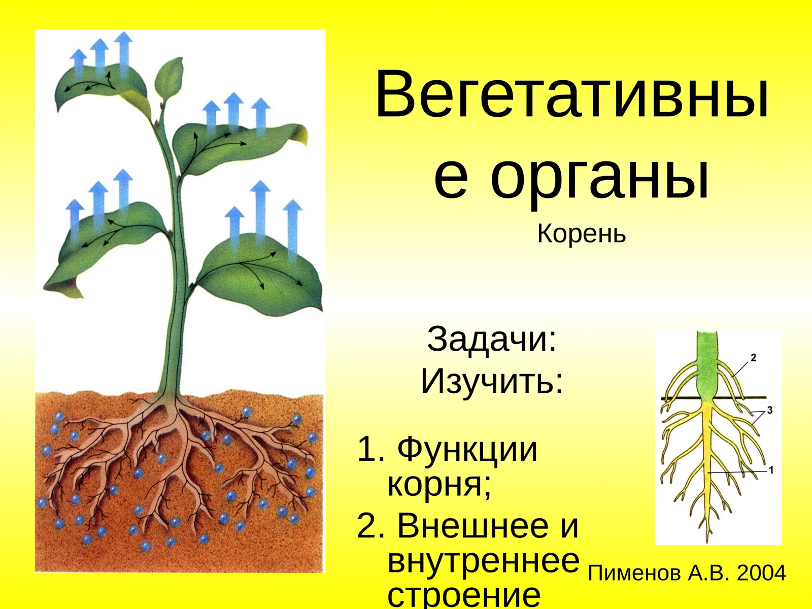 Корень