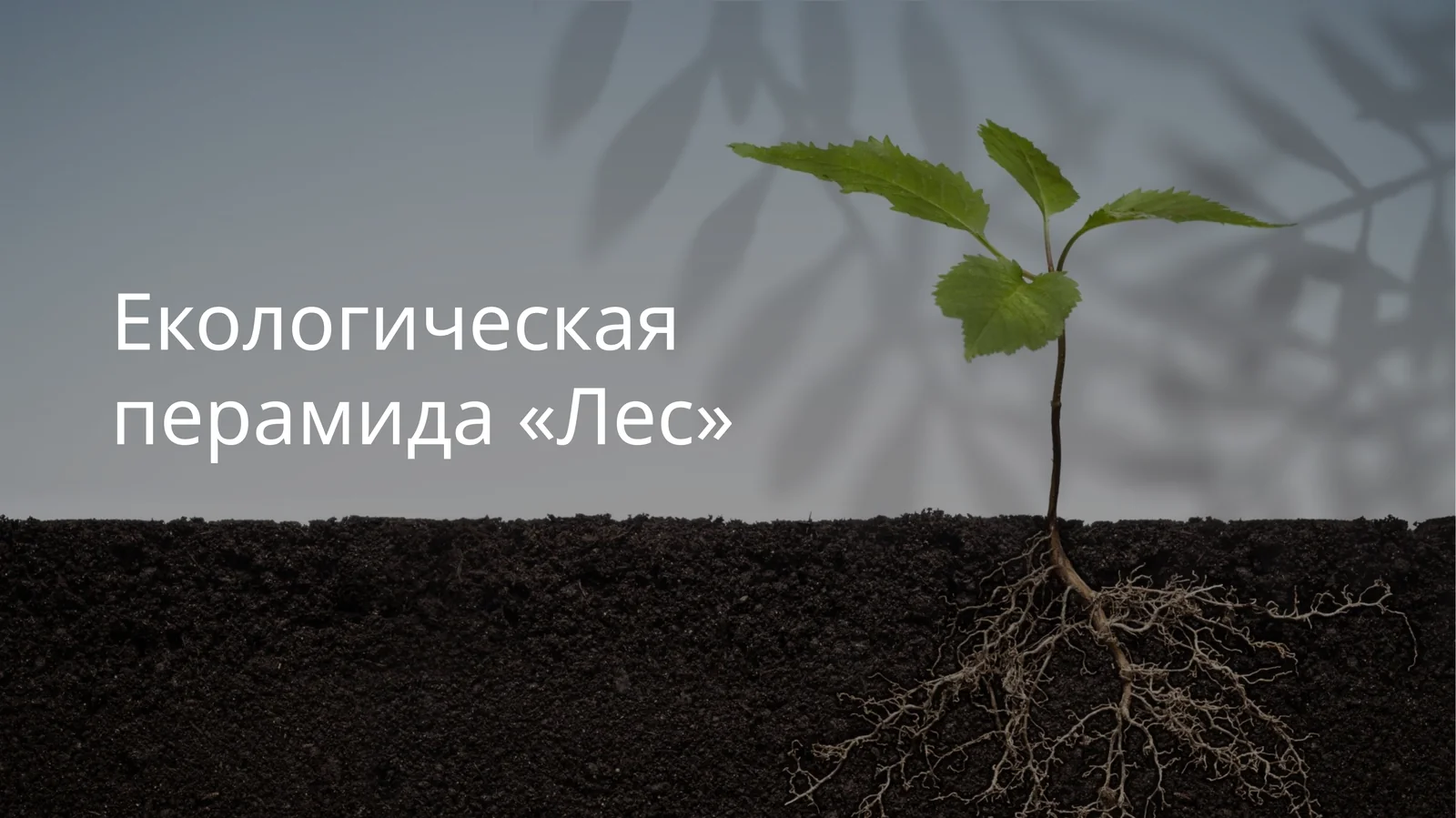 Екологическая перамида «Лес»