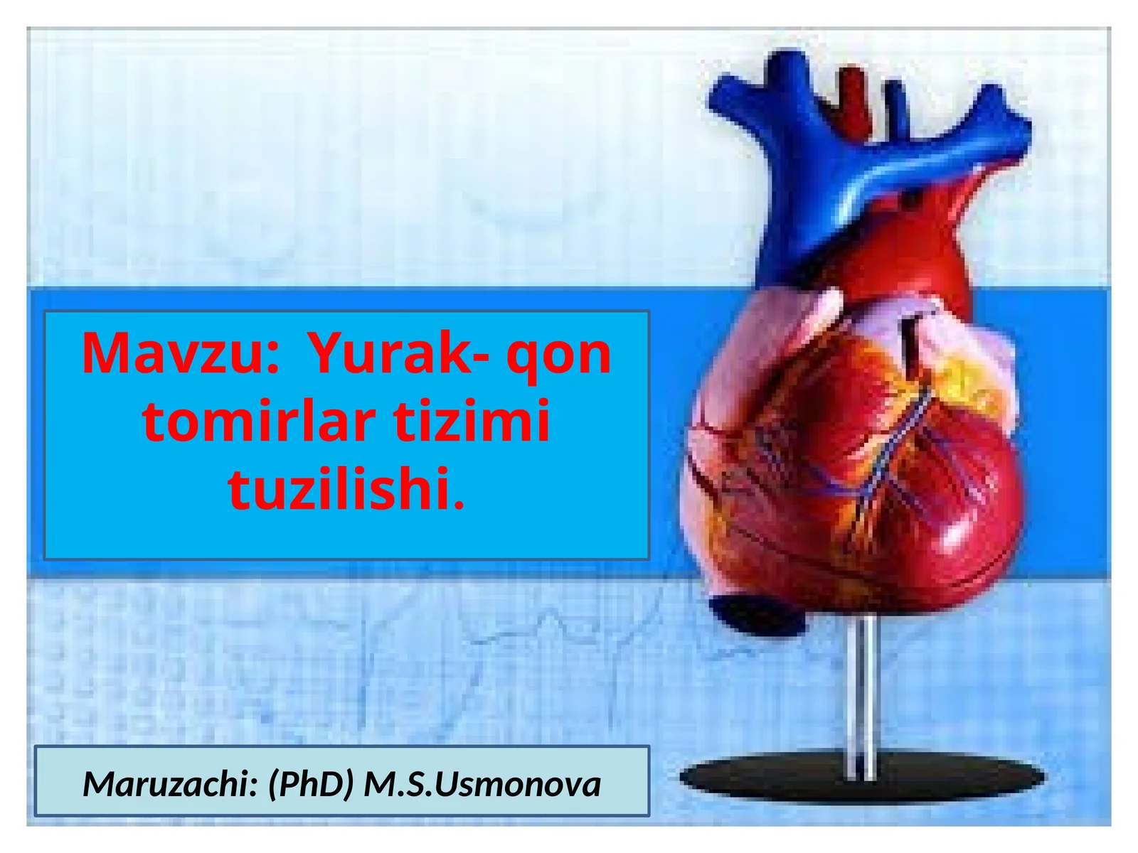 Yurak-qontomirlar tizimi