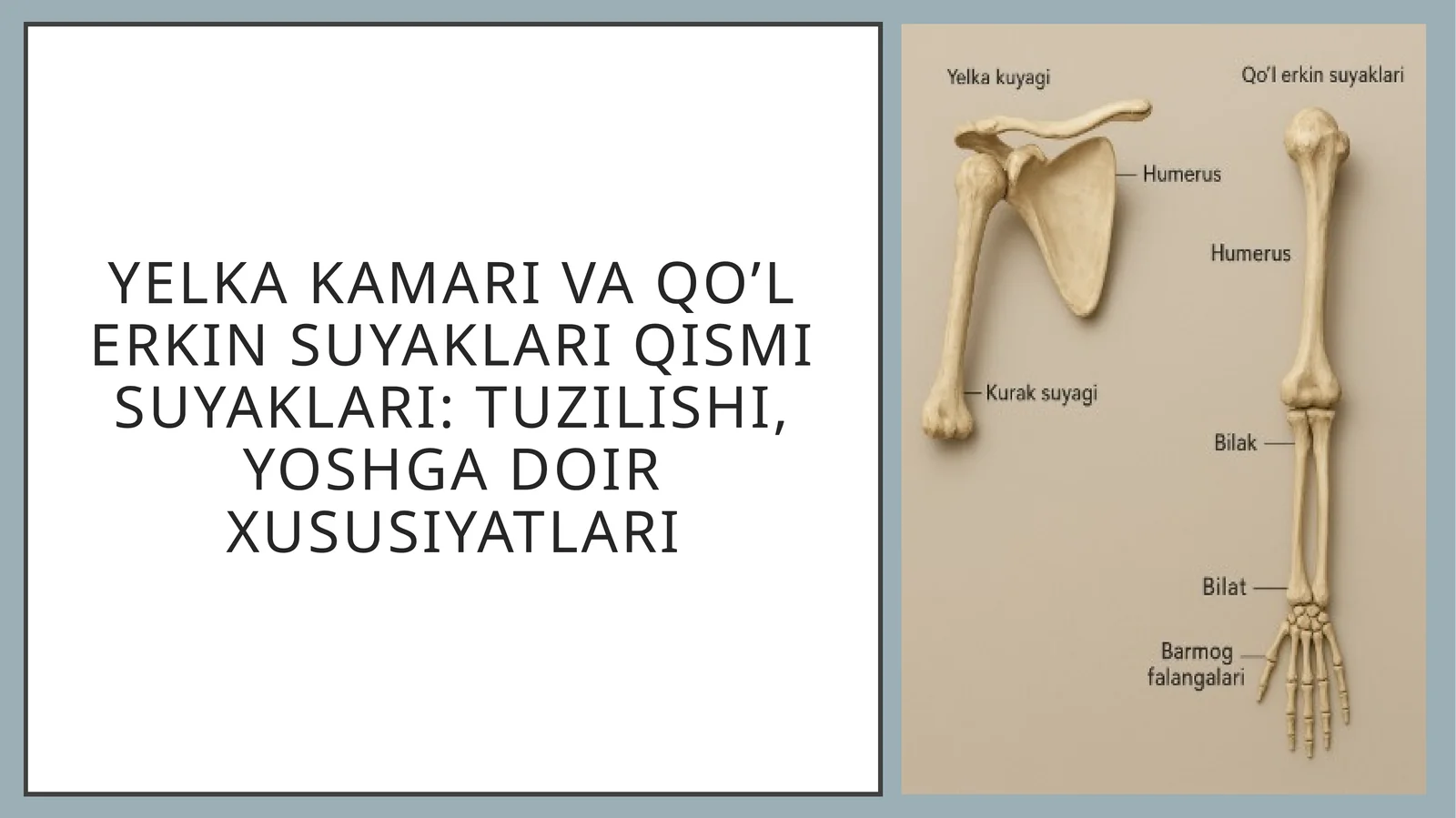 Yelka kamari va qo’l erkin suyaklari qismi suyaklari: tuzilishi, yoshga doir xususiyatlari