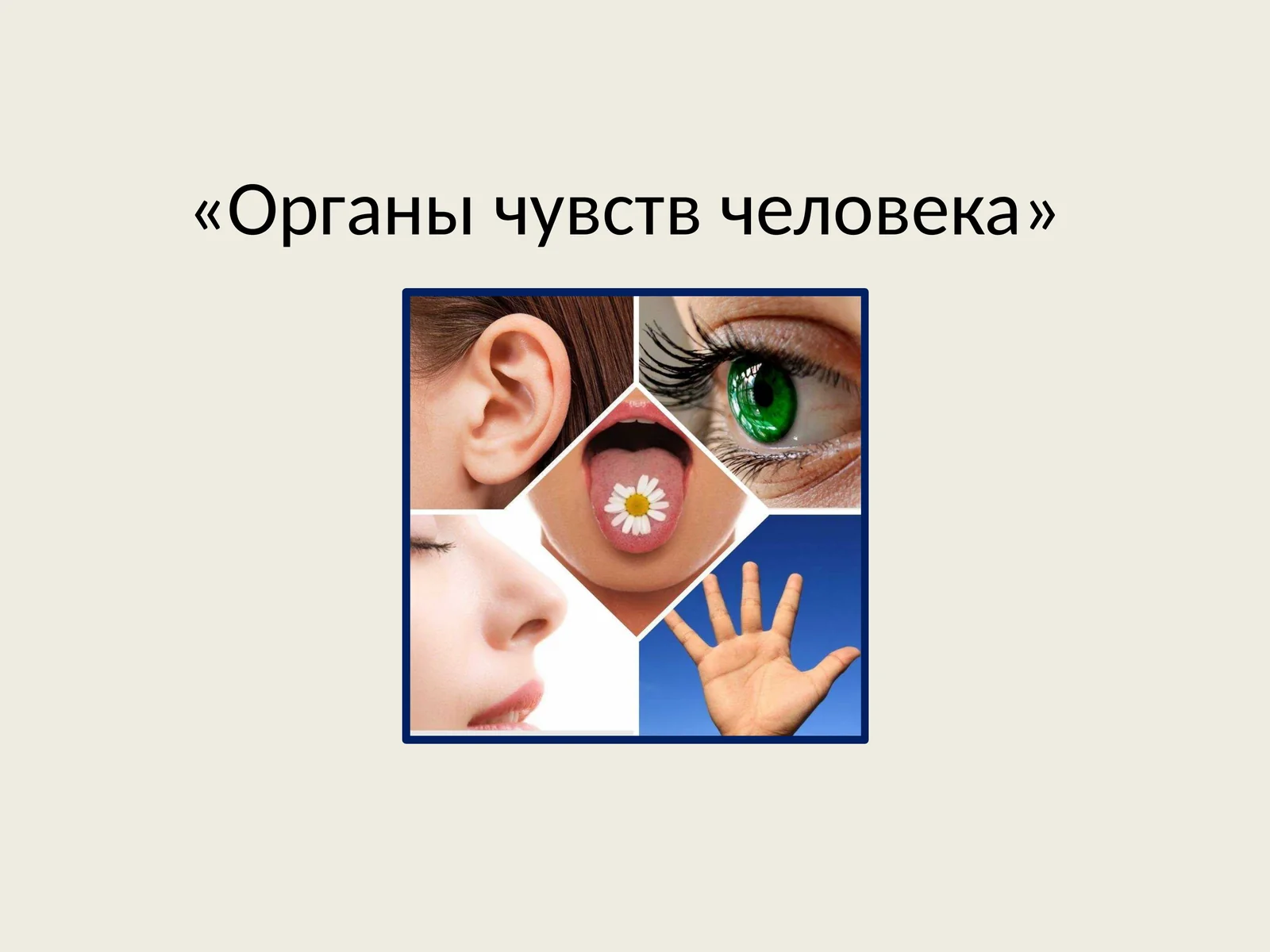 Органы чувств человека