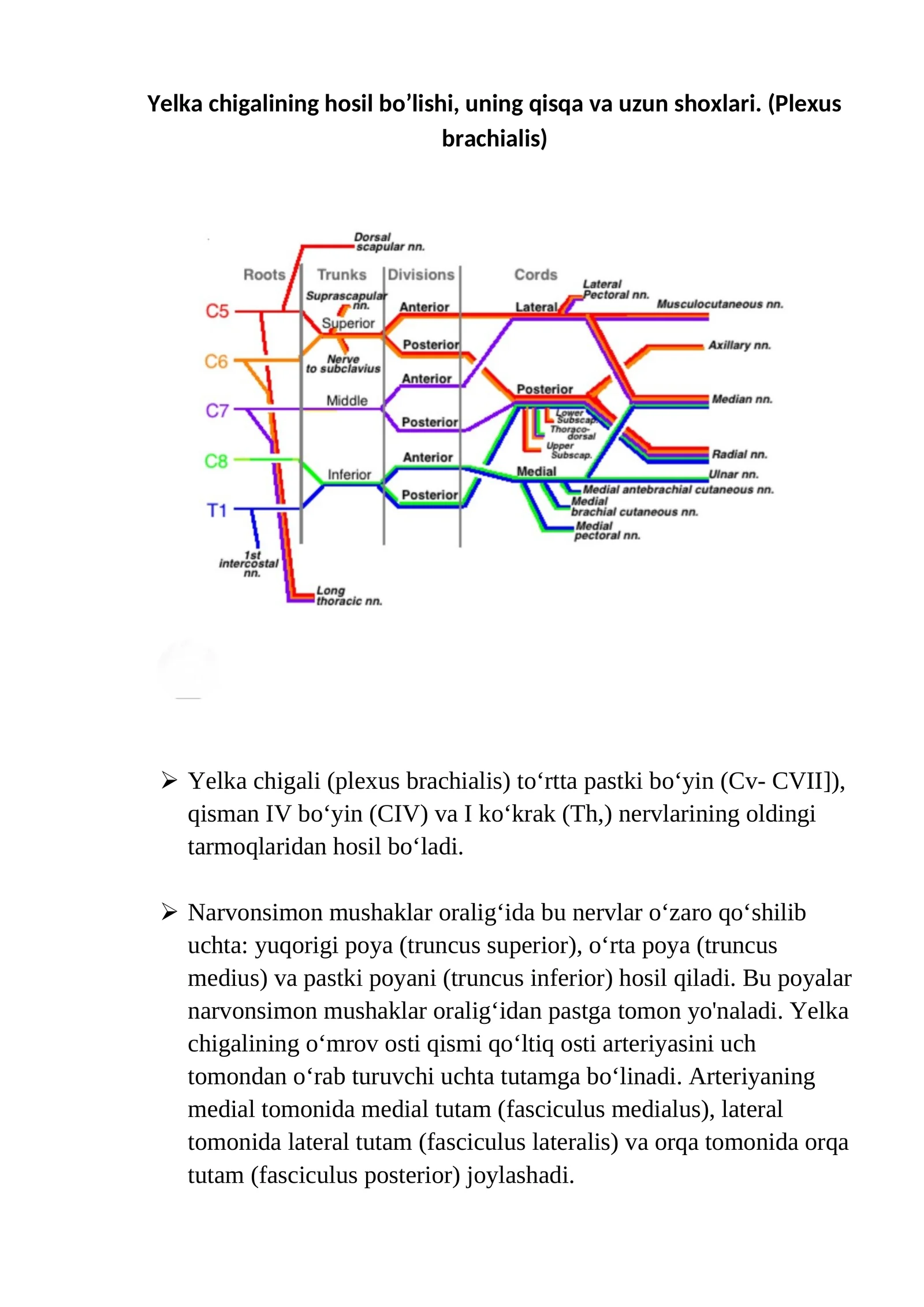 Yelka chigali (Plexus brachialis)