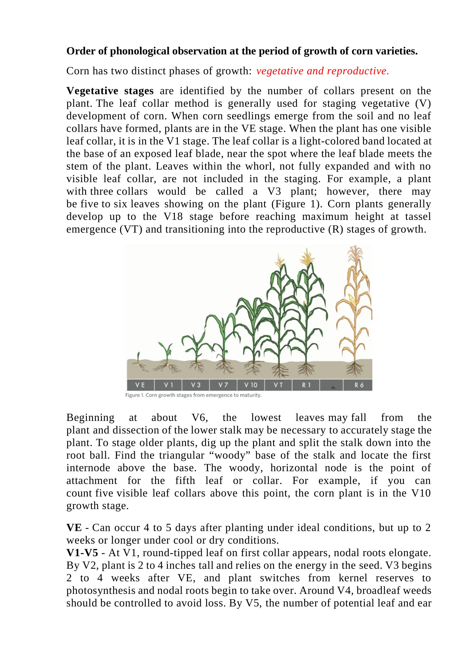 Order of phonological observation at the period of growth of corn varieties
