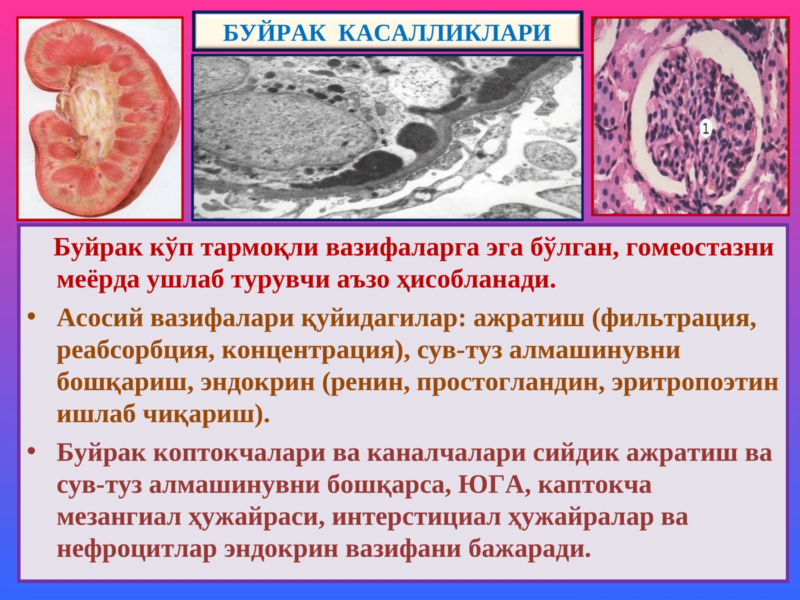 БУЙРАК КАСАЛЛИКЛАРИ