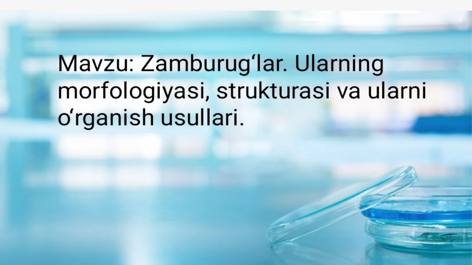Zamburug'lar