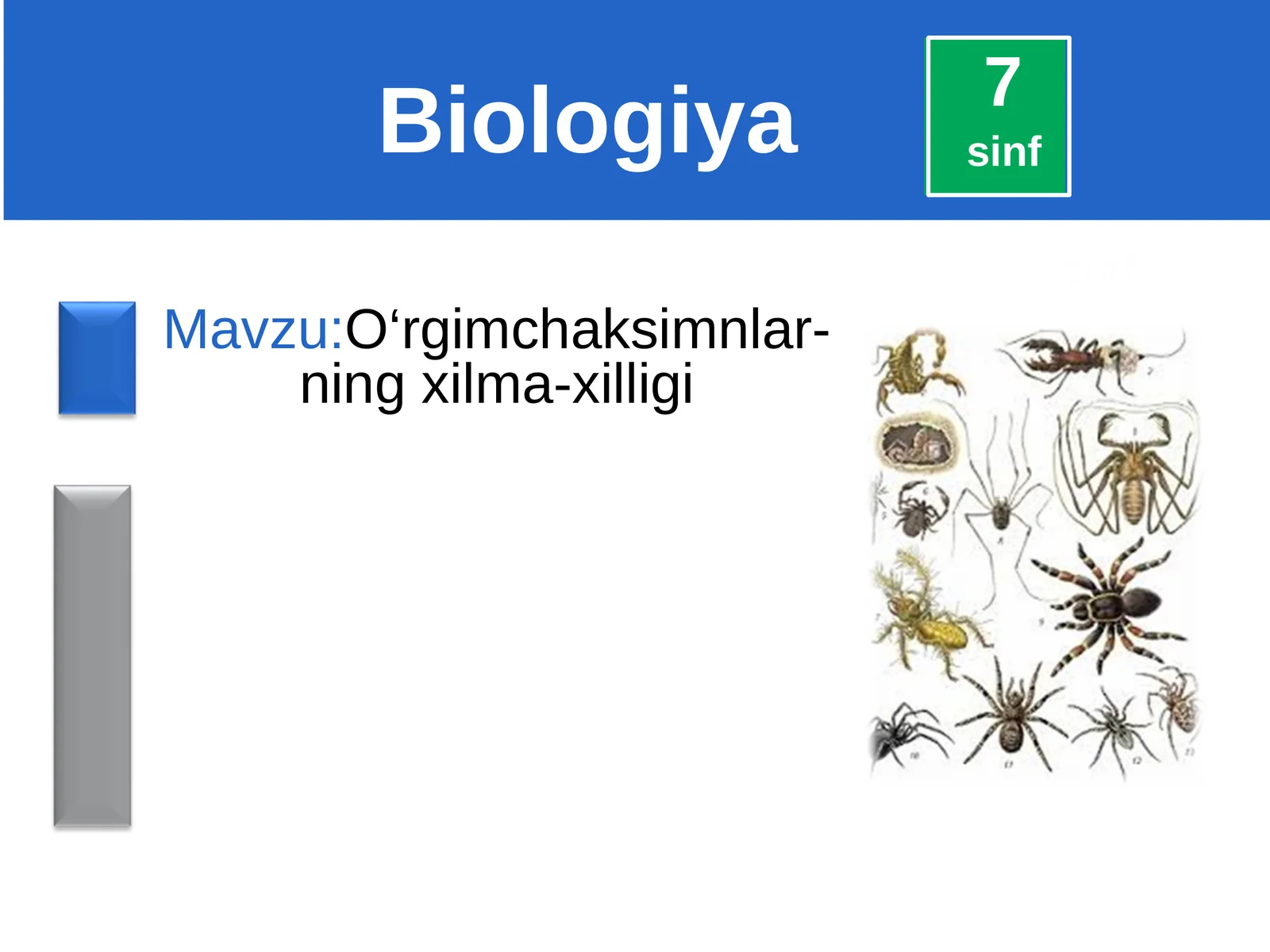 O‘rgimchaksimnlar-ning xilma-xilligi