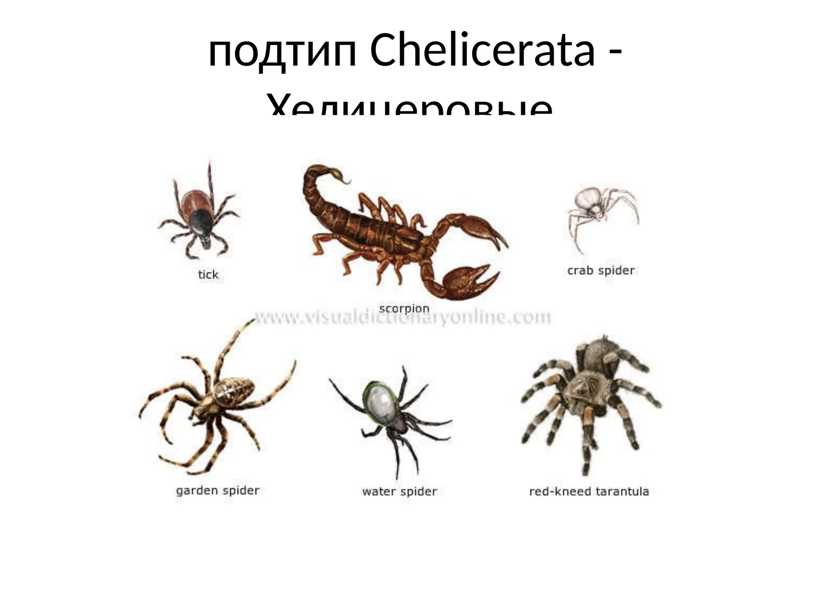 Chelicerata - Хелицеровые