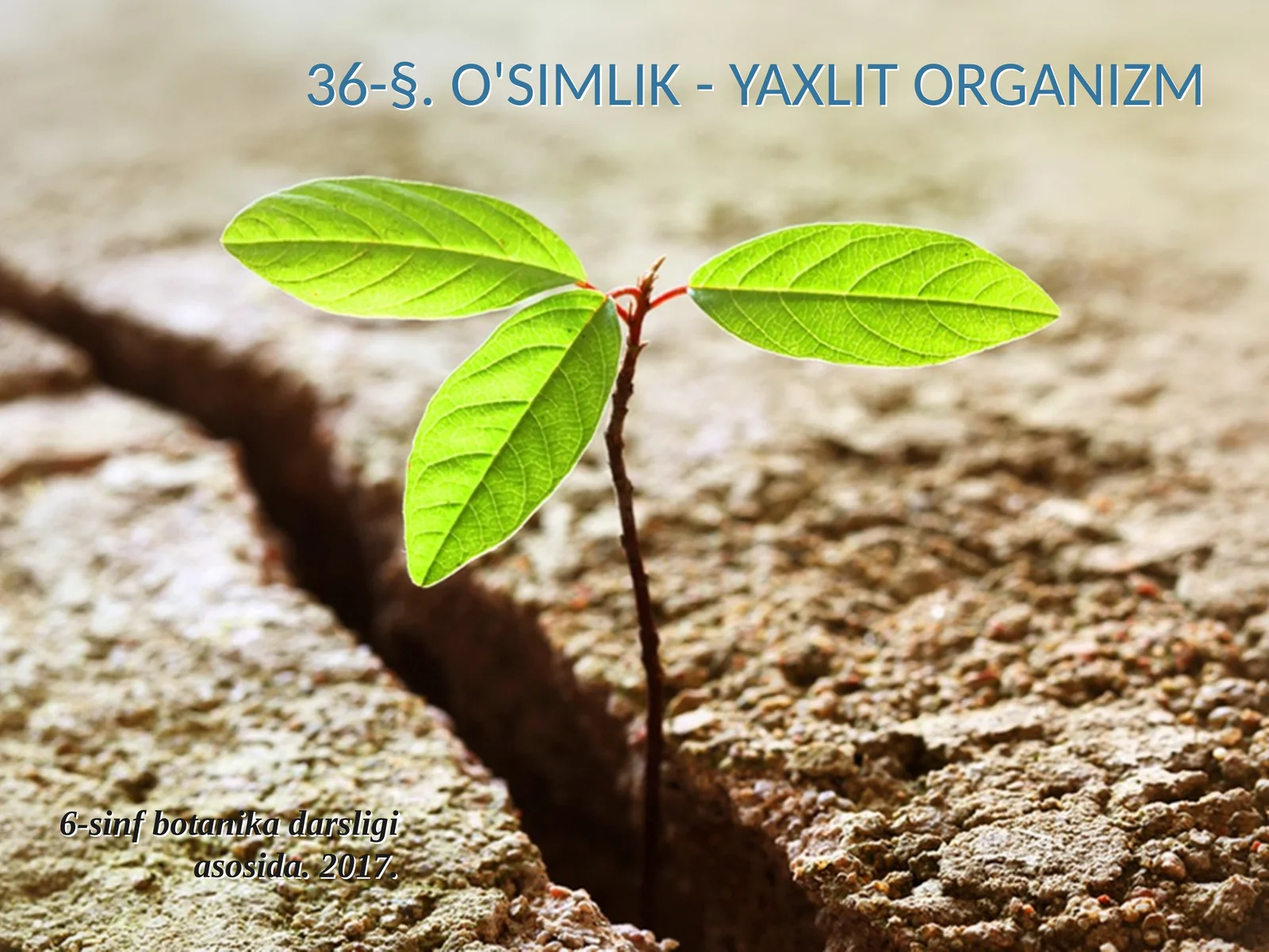 6-sinf Botanika O'simlik - yaxlit organizm