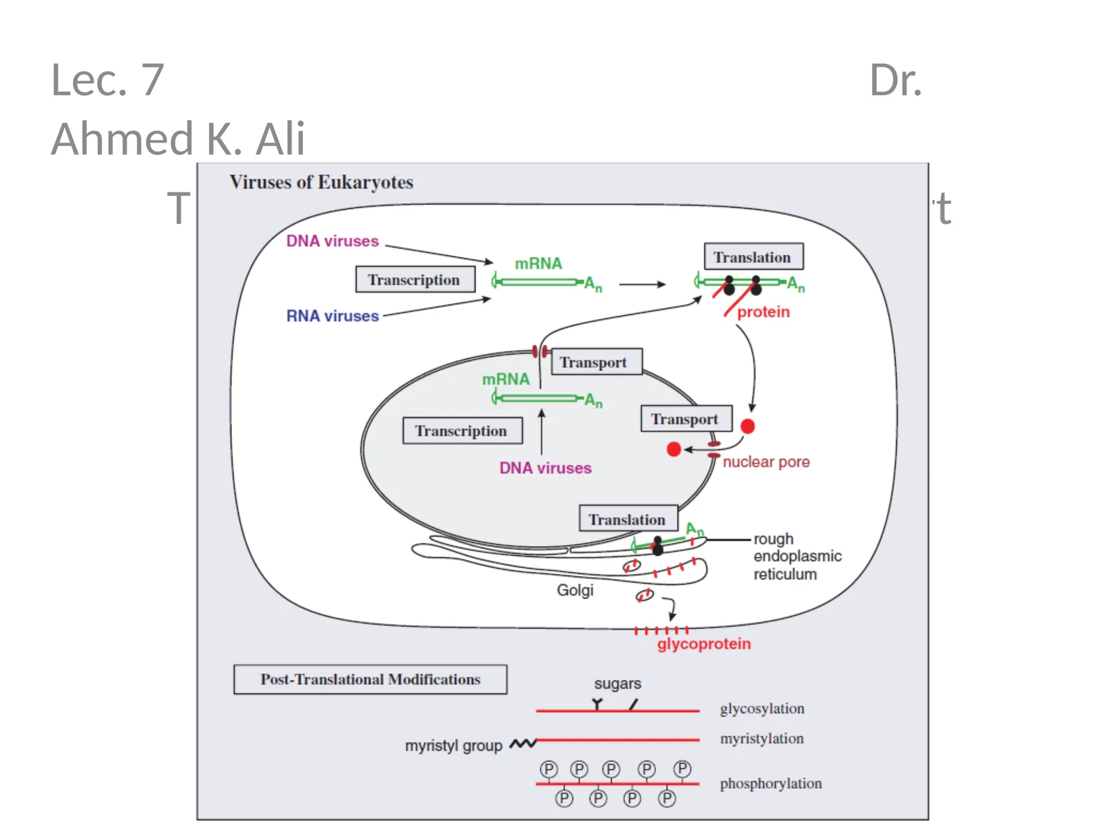 Lec. 7 Dr. Ahmed K. Ali