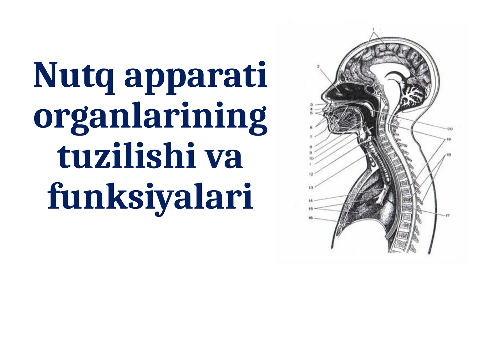 Nutq apparati organlarining tuzilishi va funksiyalari