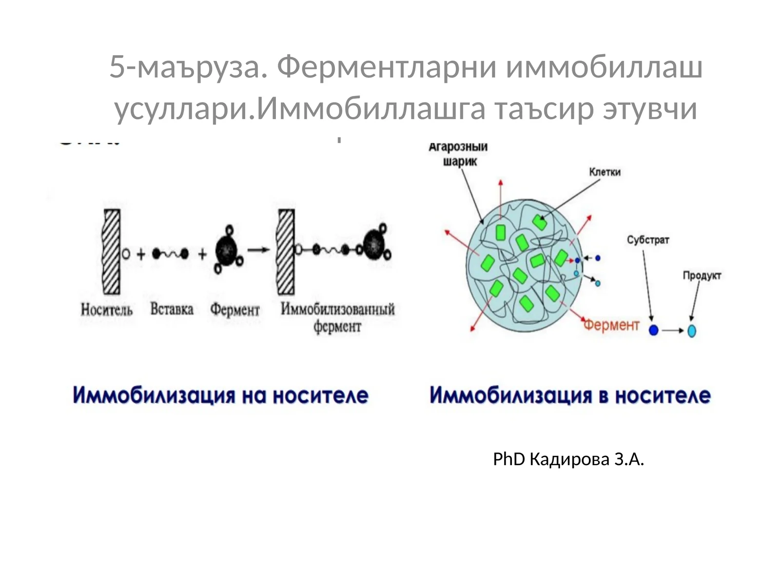Ферментларни иммобиллаш усуллари. Иммобиллашга таъсир этувчи факторлар