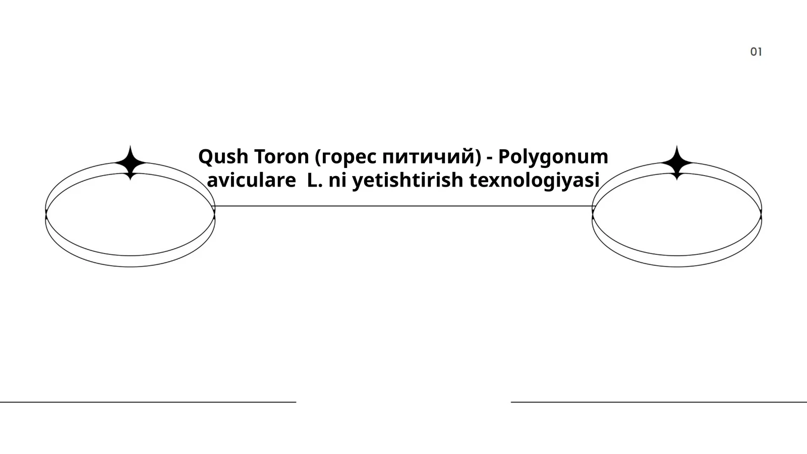 Qush Toron (горес питичий) - Polygonum aviculare L. ni yetishtirish texnologiyasi