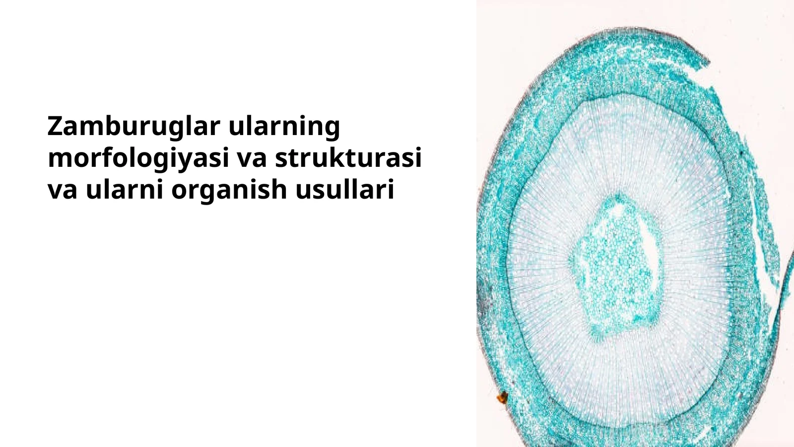 Zamburuglar ularning morfologiyasi va strukturasi va ularni organish usullari