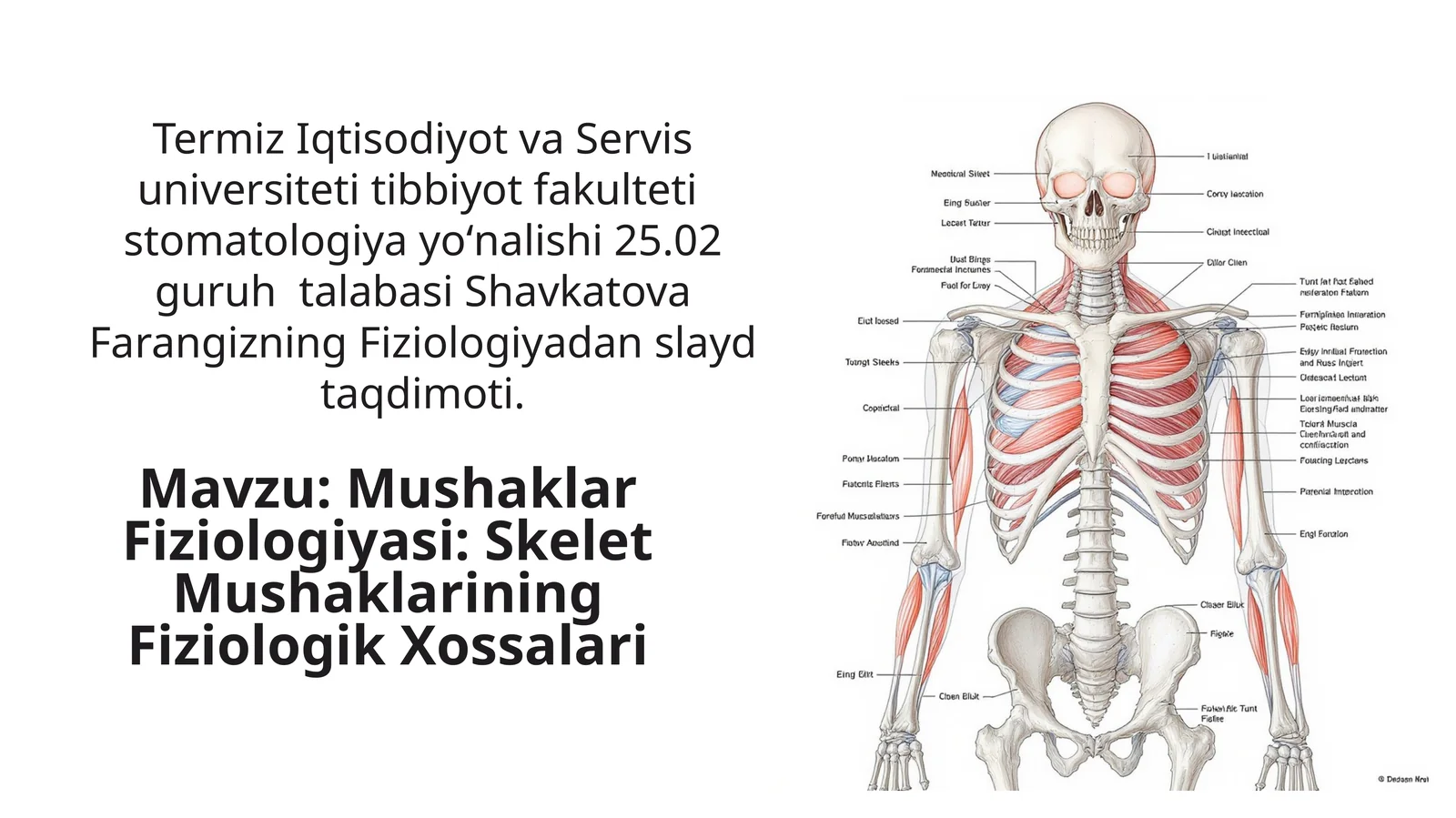 Mushaklar Fiziologiyasi: Skelet Mushaklarining Fiziologik Xossalari