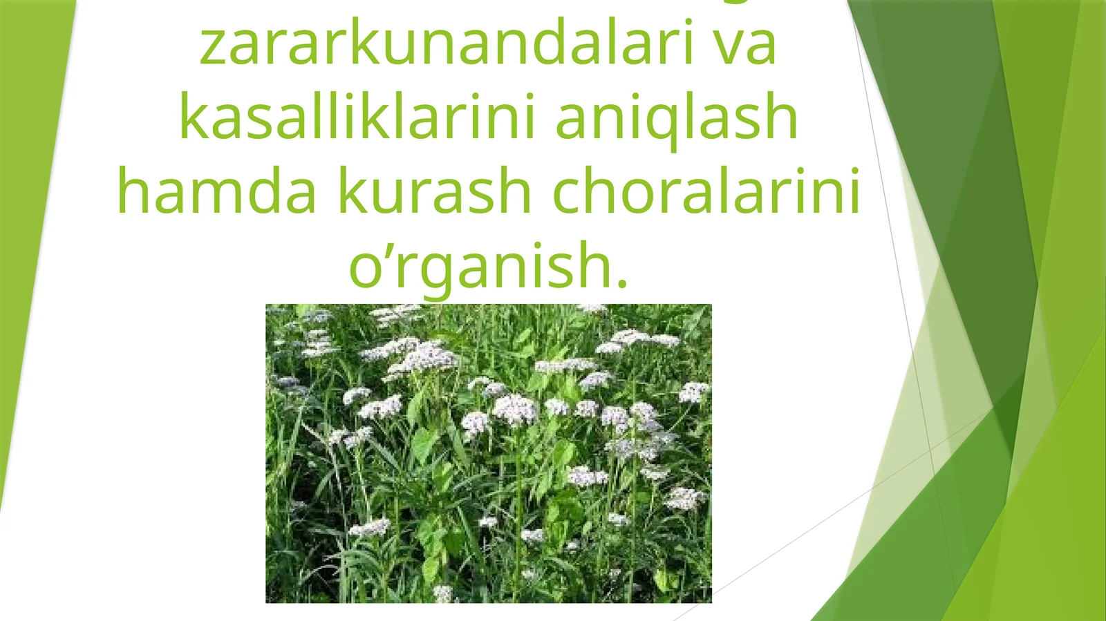 Asarun o’simligi zararkunandalari va kasalliklarini aniqlash