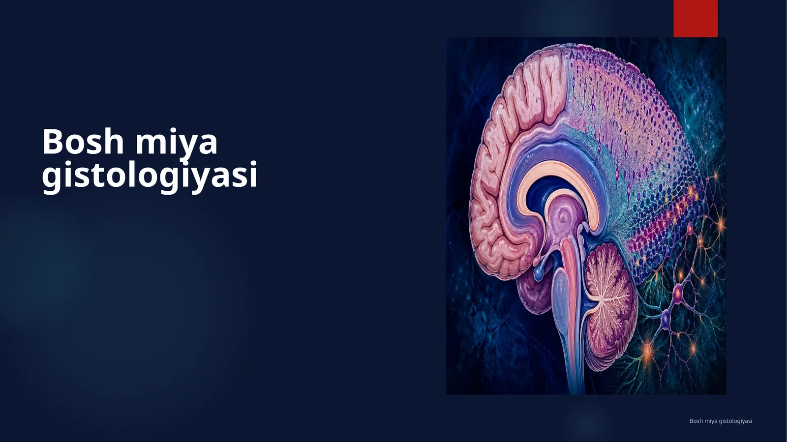 Bosh miya gistologiyasi