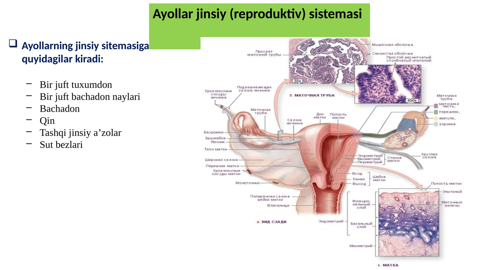 Ayollar jinsiy (reproduktiv) sistemasi