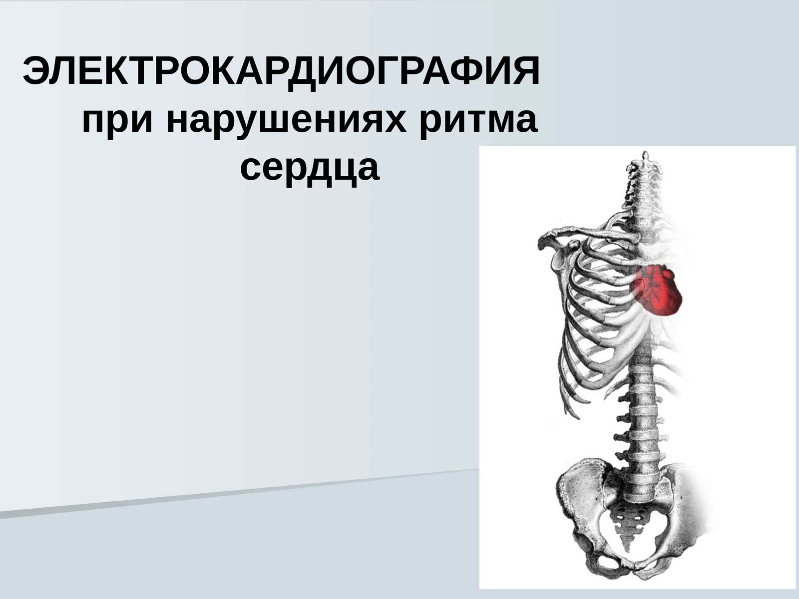 ЭЛЕКТРОКАРДИОГРАФИЯ EKG