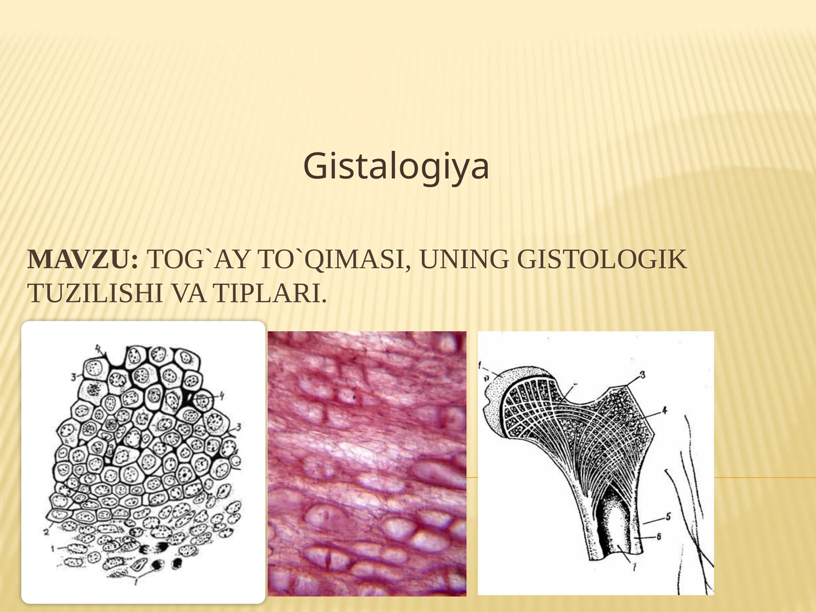 Tog`ay to`qimasi,uning gistologik tuzilishi va tiplari