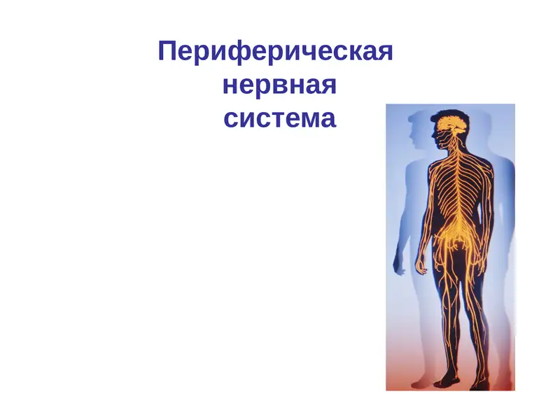 Периферическая нервная система
