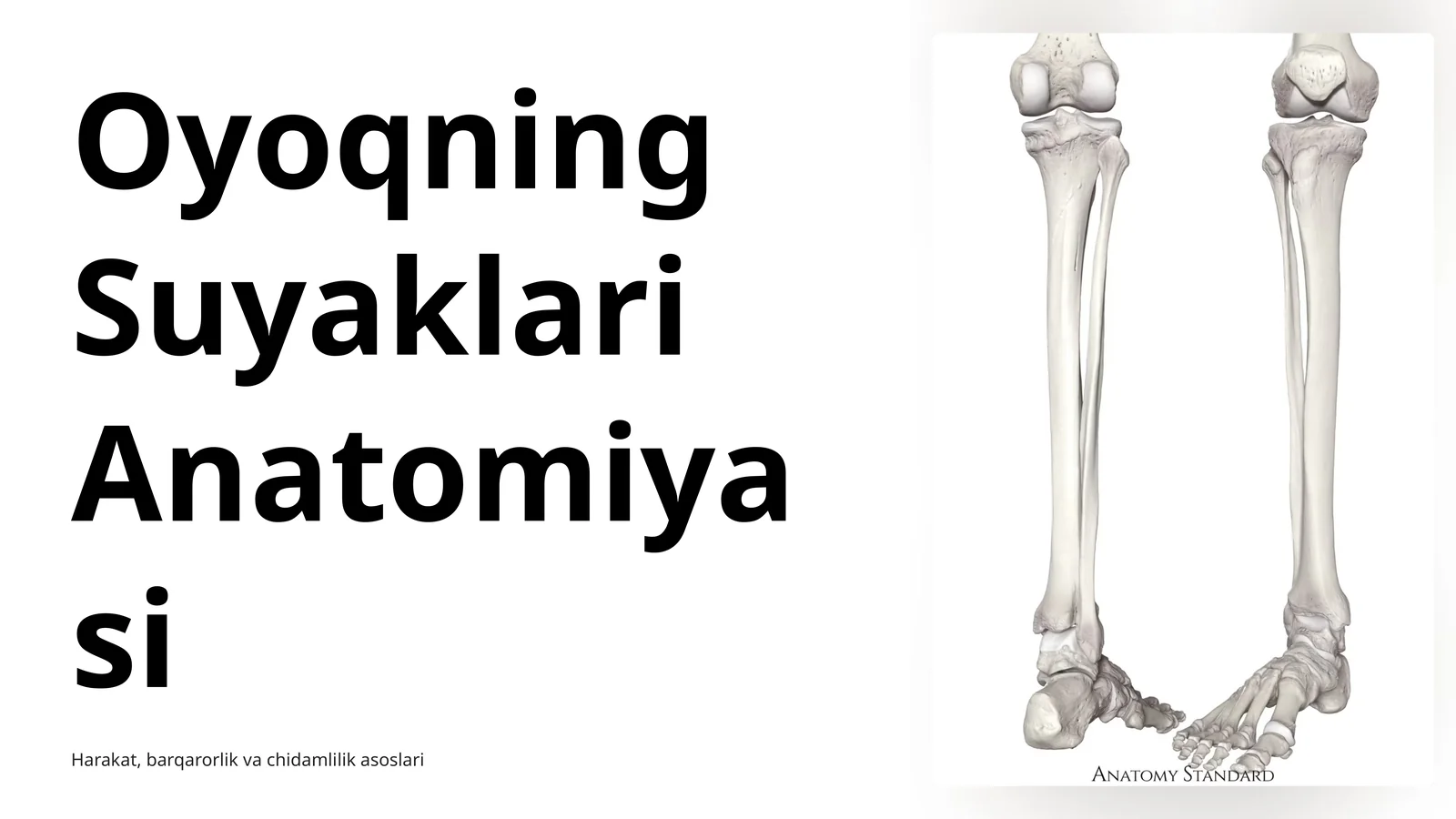 Oyoqning Suyaklari Anatomiyasi