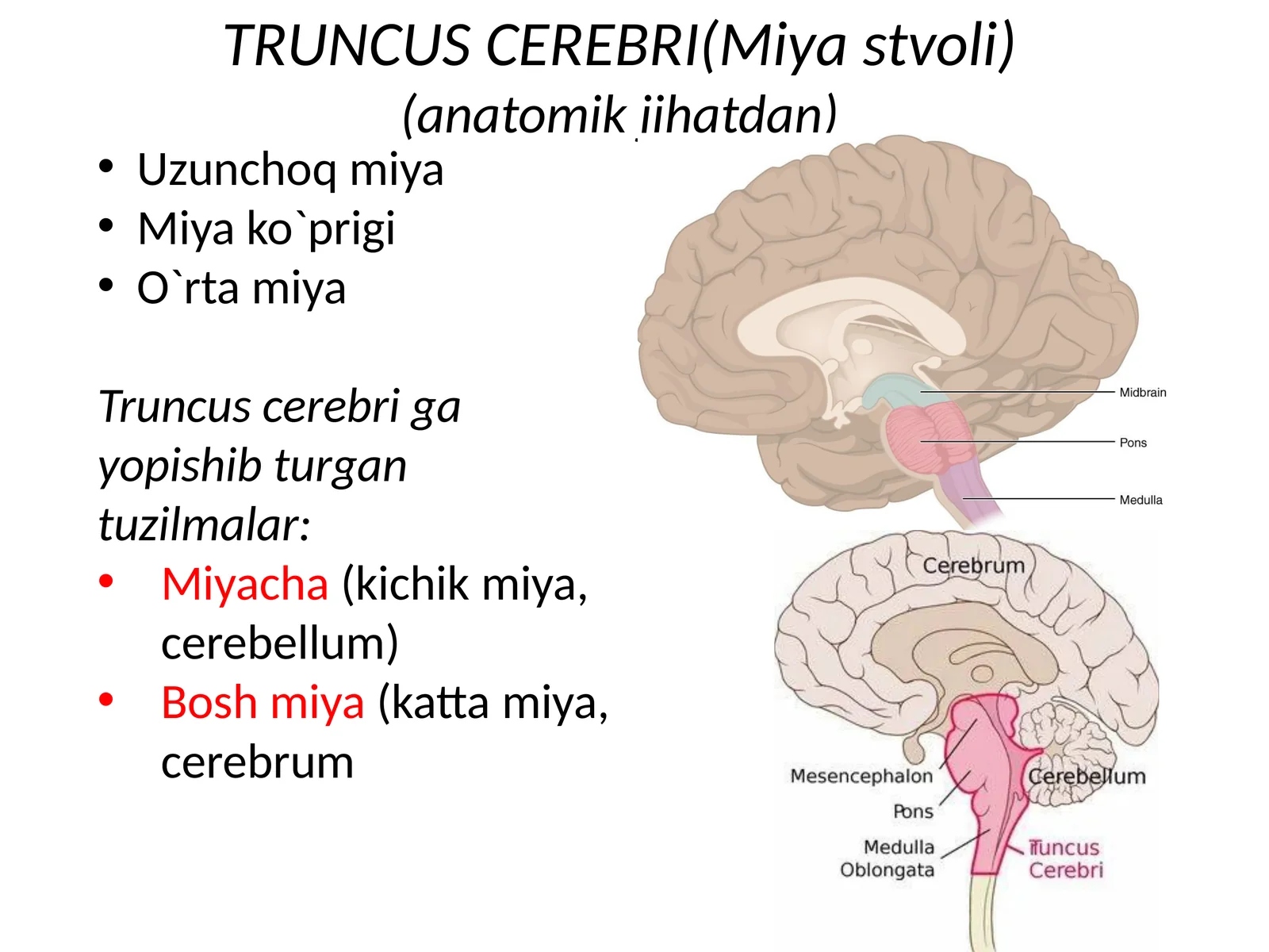 TRUNCUS CEREBRI(Miyastvoli)(anatomikjihatdan)