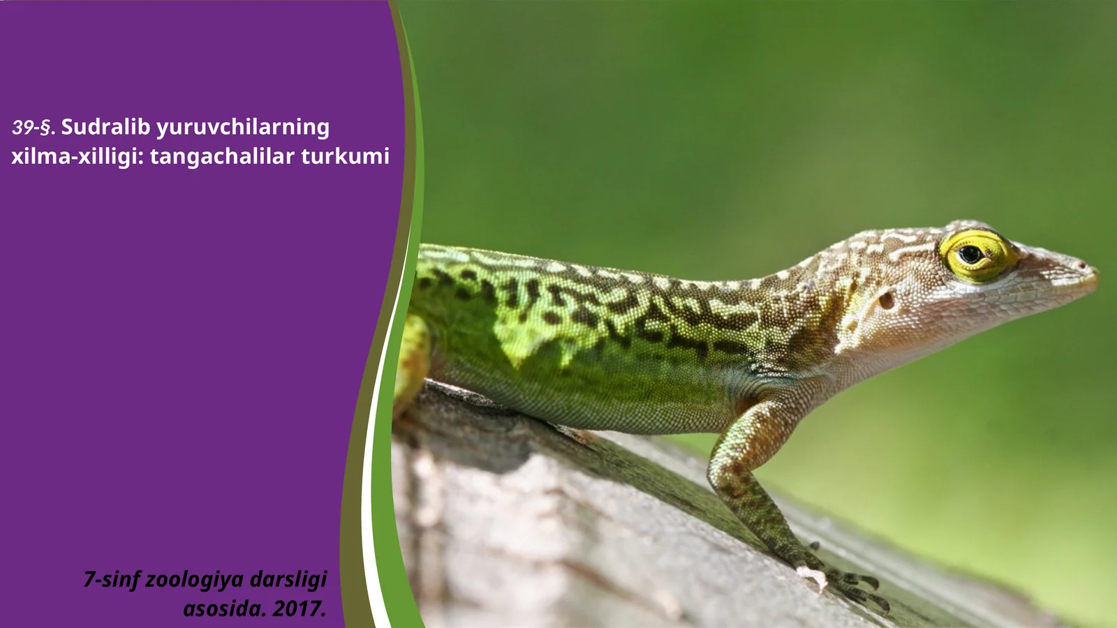 7-sinf Zoologiya 'Sudralib yuruvchilarning xilma-xilligi tangachalilar turkumi' ko'rgazma