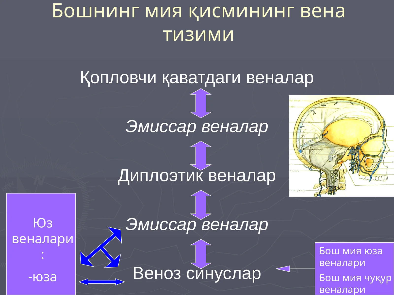 Бошнинг мия қисмининг вена тизими