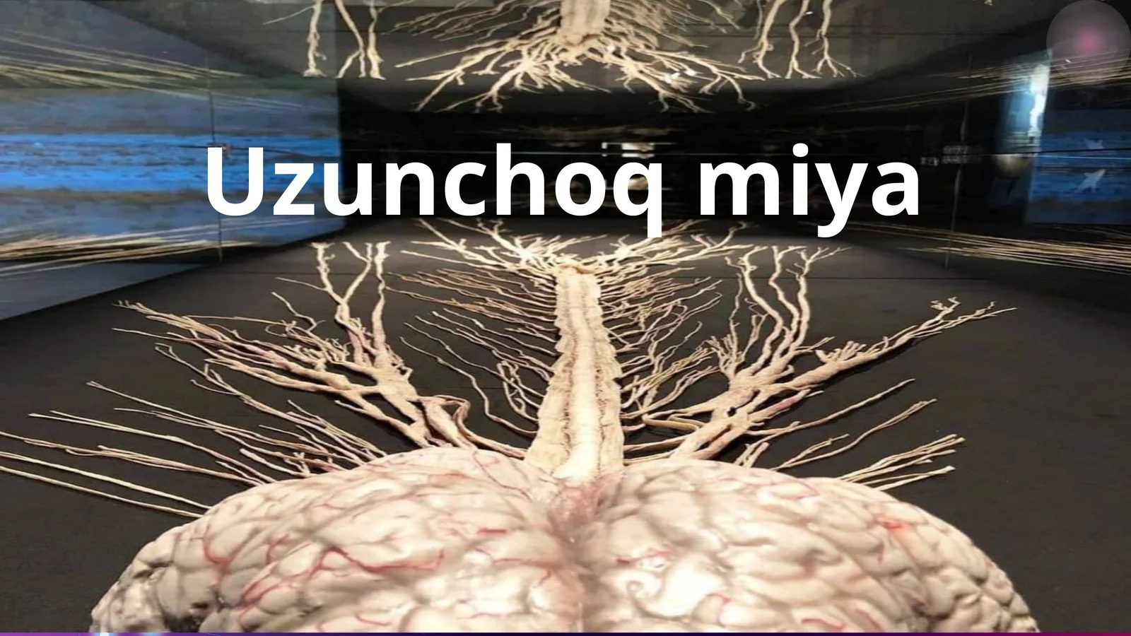 Uzunchoq miya