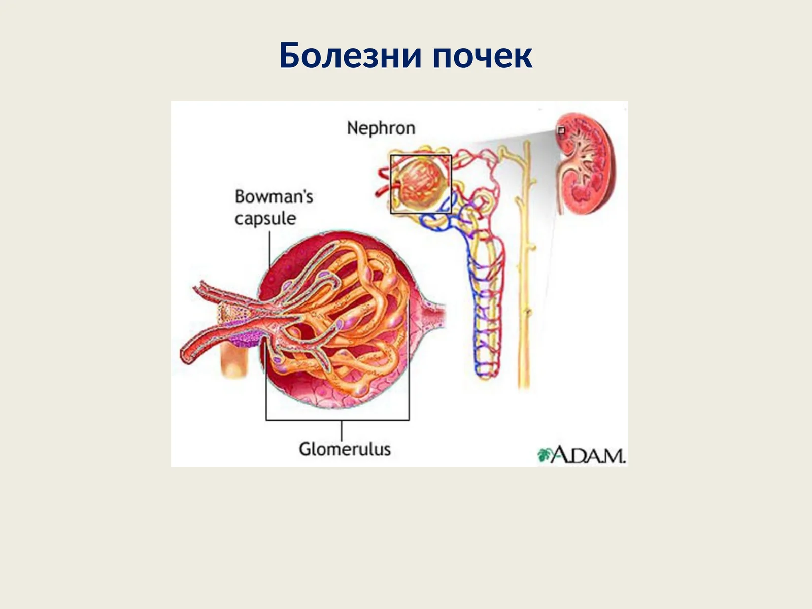 Болезни почек