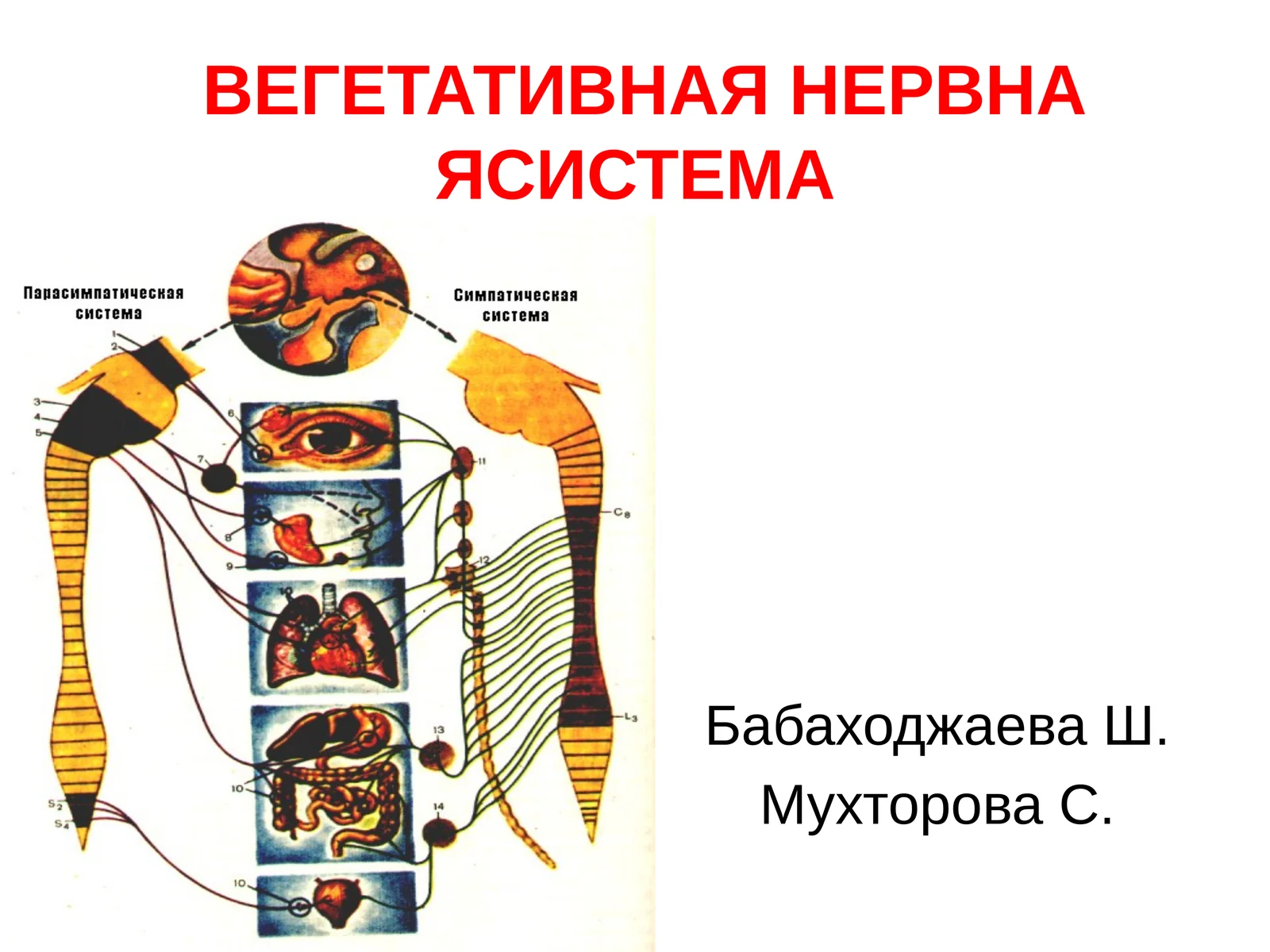 ВЕГЕТАТИВНАЯНЕРВНАЯСИСТЕМА