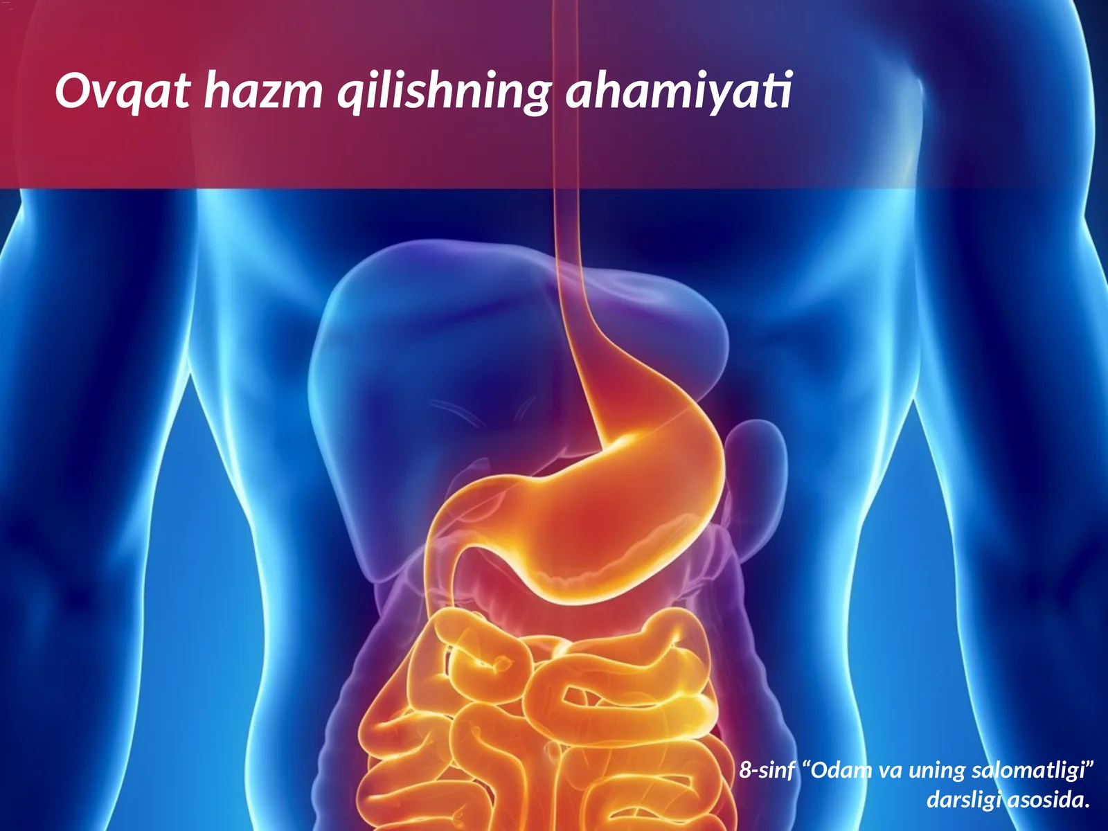 Ovqat hazm qilishning ahamiyati