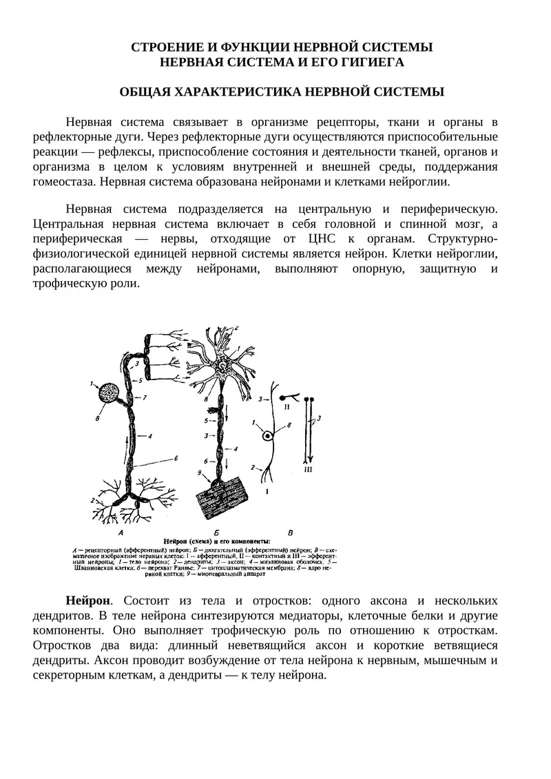 СТРОЕНИЕ И ФУНКЦИИ НЕРВНОЙ СИСТЕМЫ НЕРВНАЯ СИСТЕМА И ЕГО ГИГИЕГА