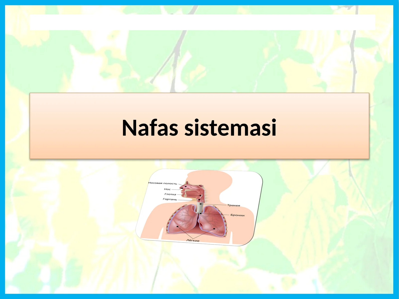 Nafassistemasi