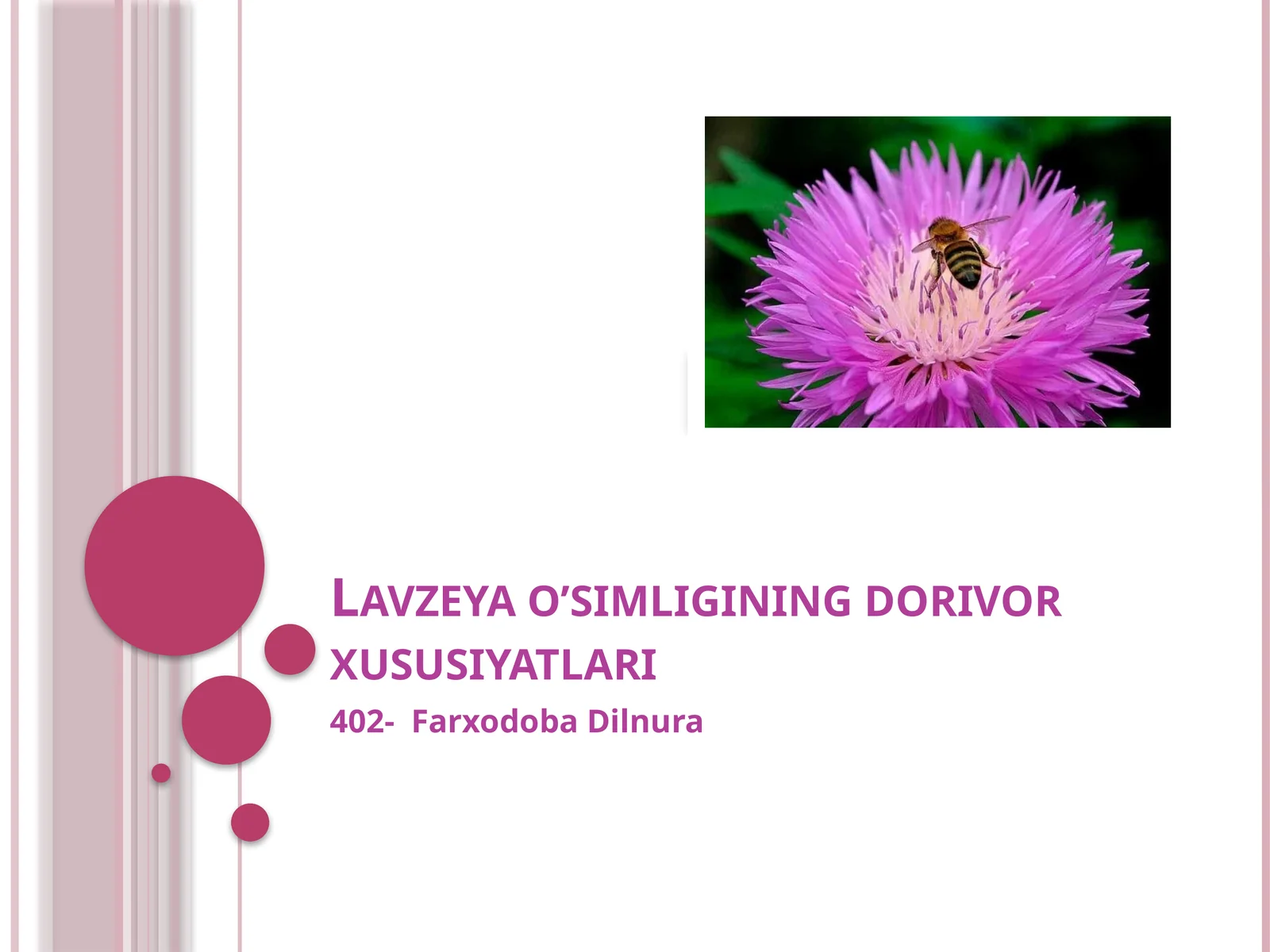 Lavzeya o’simligining dorivor xususiyatlari
