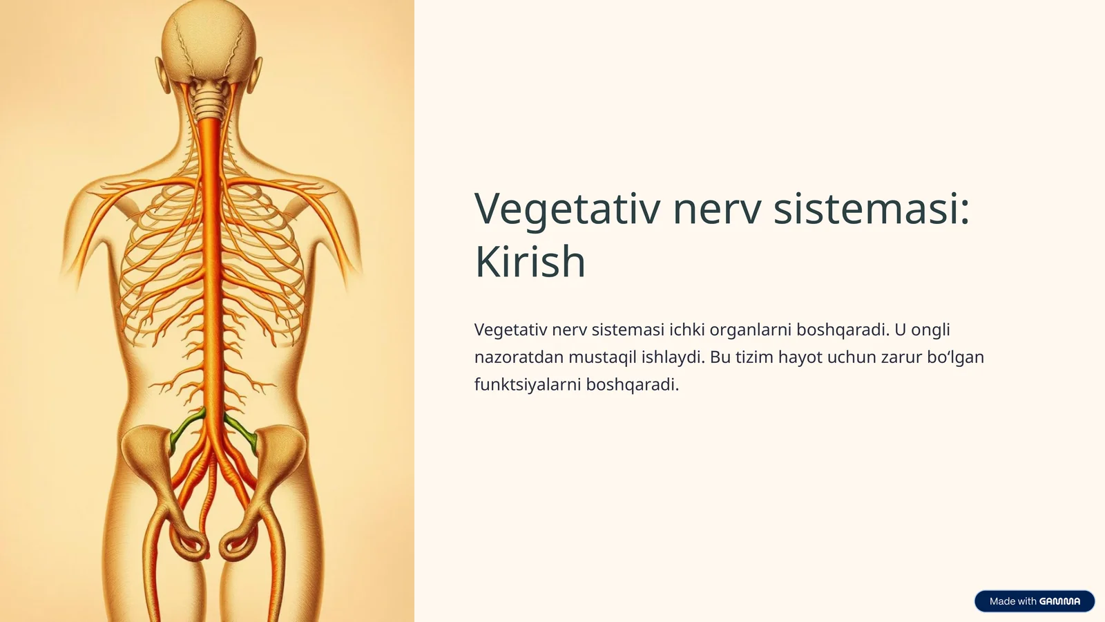 Vegetativ nerv sistemasi: Kirish