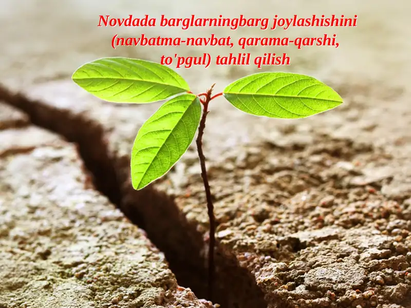 Novdada barglarningbarg joylashishini tahlil qilish