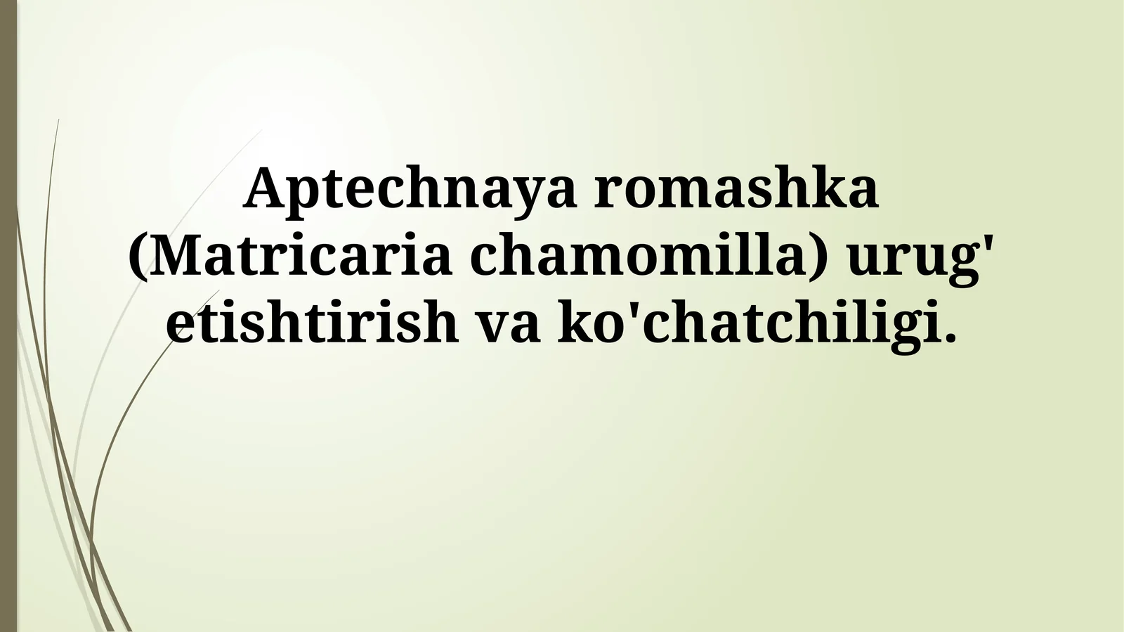 Aptechnaya romashka (Matricaria chamomilla) urug' etishtirish vako'chatchiligi