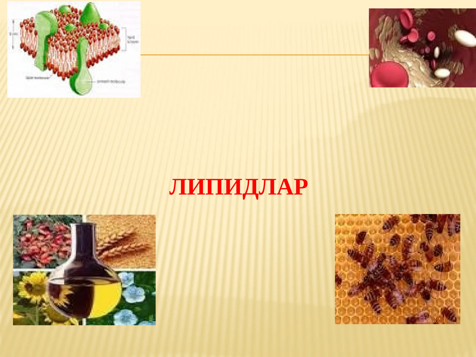 Липидлар